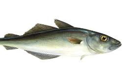 CZARNIAK - Import, dystrybucja i eksport mrożonych ryb - HELO.FISH