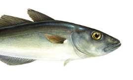 DORSZ - Import, dystrybucja i eksport mrożonych ryb - HELO.FISH